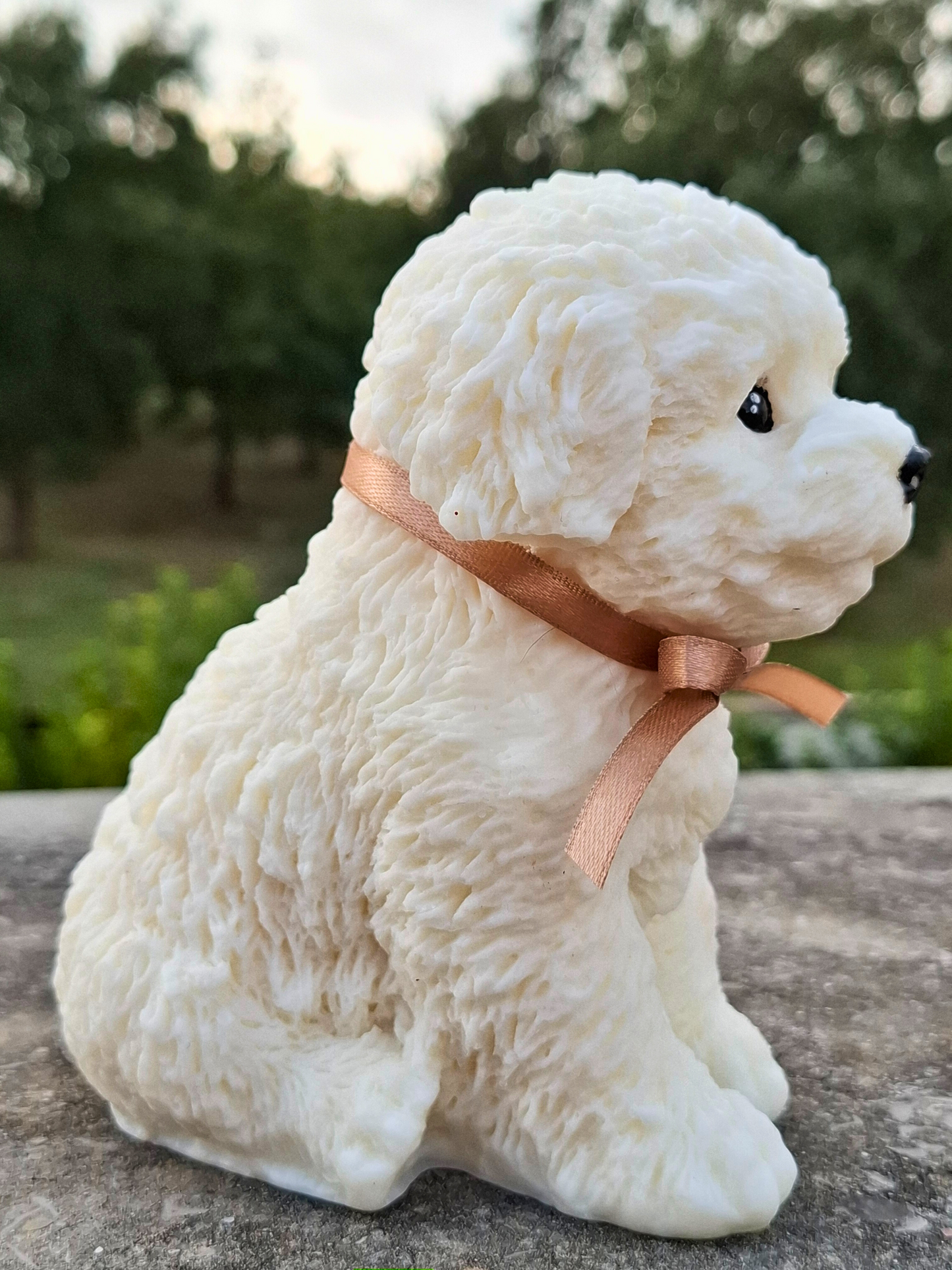Poodle 🐩