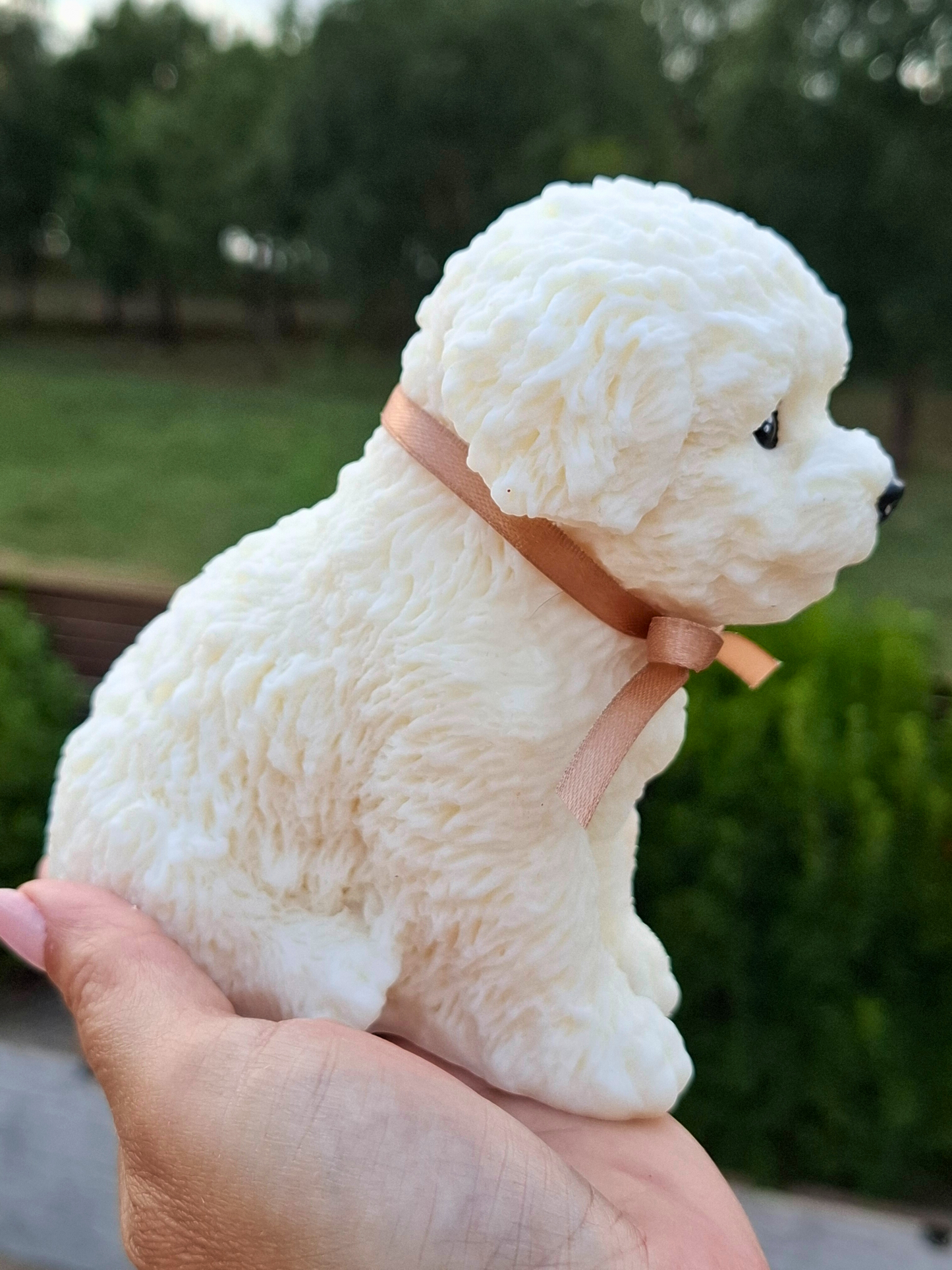 Poodle 🐩
