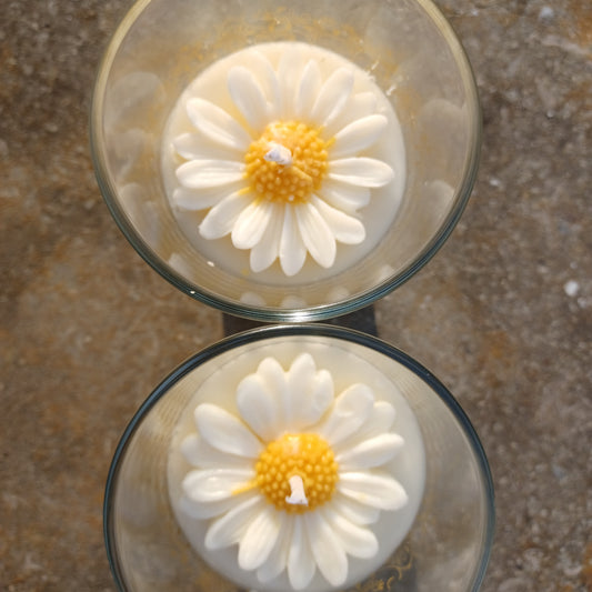 🌼 Daisy - Edición Limitada