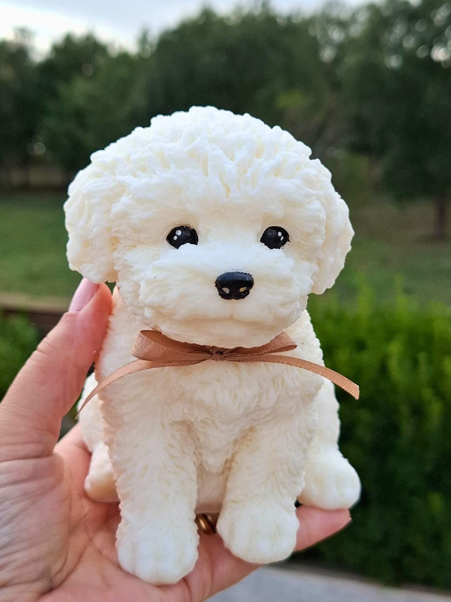 Poodle 🐩