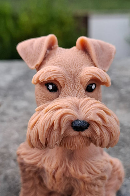 Schnauzer 🐾🤍