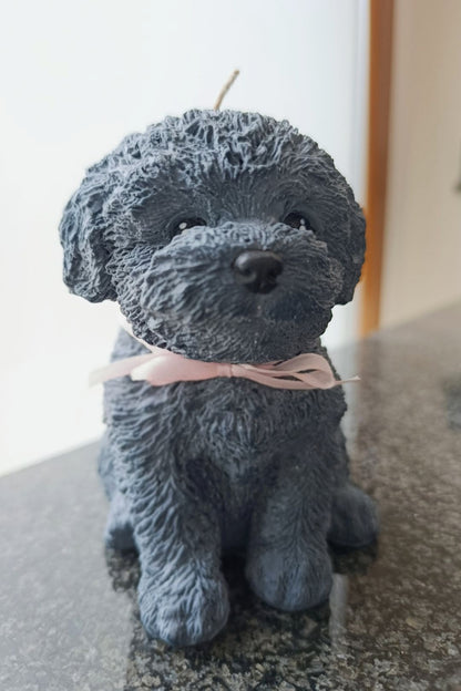 Poodle 🐩