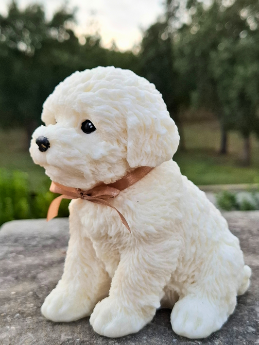 Poodle 🐩