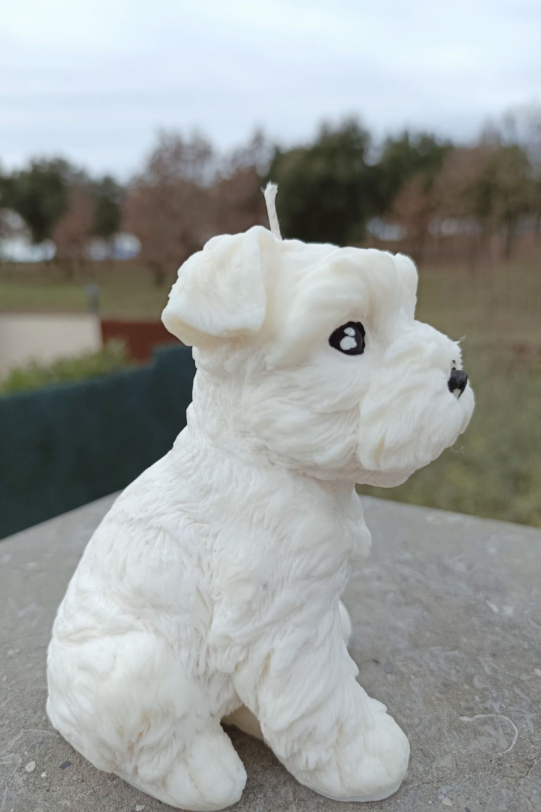 Big Schnauzer