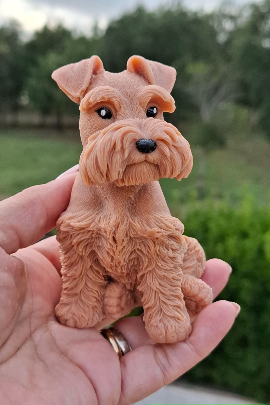 Schnauzer 🐾🤍