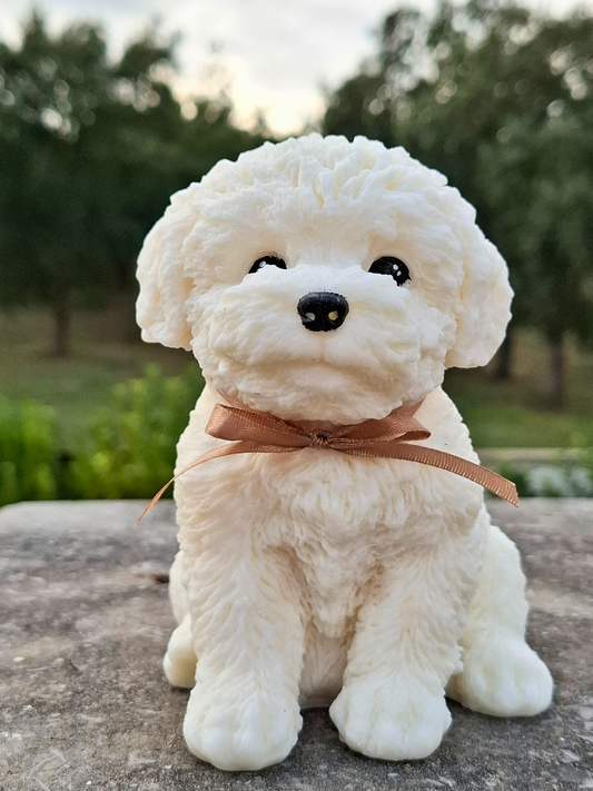 Poodle 🐩