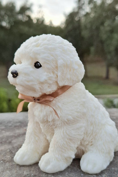 Poodle 🐩