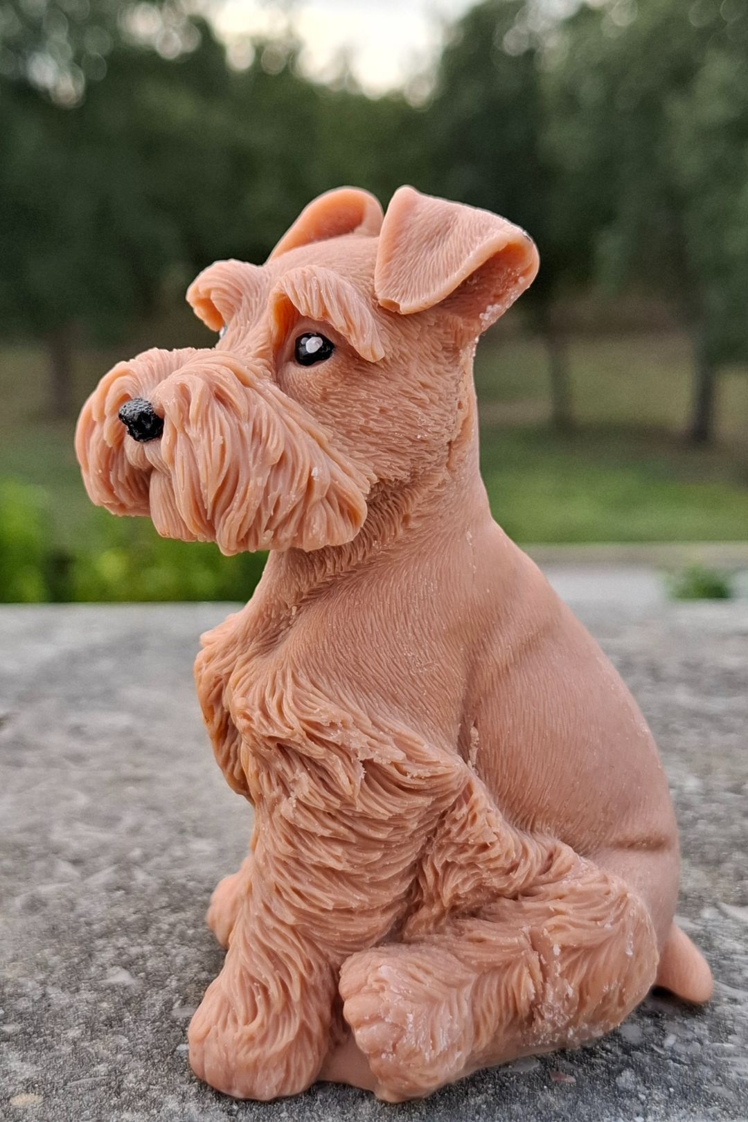 Schnauzer 🐾🤍